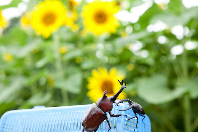 无人,横图,室外,特写,白天,侧面,爱情,幸福,花海,花圃,美景,太阳,植物,向日葵,叶子,朦胧,模糊,盛开,昆虫,篮子,塑料,景观,甲壳虫,花蕾,注视,停留,花,花瓣,花朵,花卉,鲜花,黄色,绿色,自然,动物,容器,塑料制品,花丛,花束,花田,花苞,花蕊,观察,看,两只,景色,观看,储藏,停止,察看,储存,关注,自然风光,甲虫,光辉,沉默,忠诚,害虫,勇敢,投缘,爱慕,逗留,停顿,锹甲虫,锹型虫,锹型甲,高傲,朝阳花,葵花,望日莲,向阳花,转日莲,半身,彩图,贮存