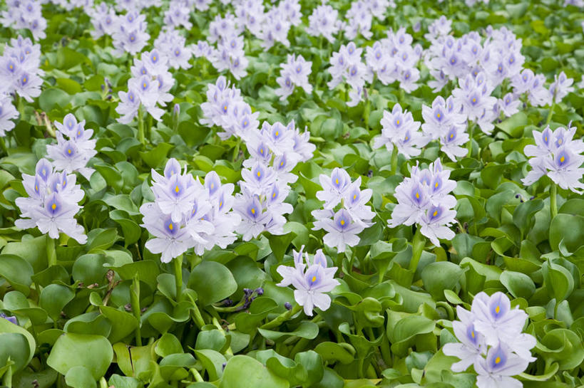 无人,横图,俯视,室外,特写,白天,花海,花圃,美景,植物,叶子,阴影,盛开,光线,影子,景观,花蕾,花,花瓣,花朵,花卉,鲜花,绿色,紫色,阳光,自然,花丛,花束,花田,花苞,花蕊,景色,自然风光,水葫芦,凤眼蓝,凤眼莲,水浮莲,此情不渝,至死不渝,彩图,高角度拍摄