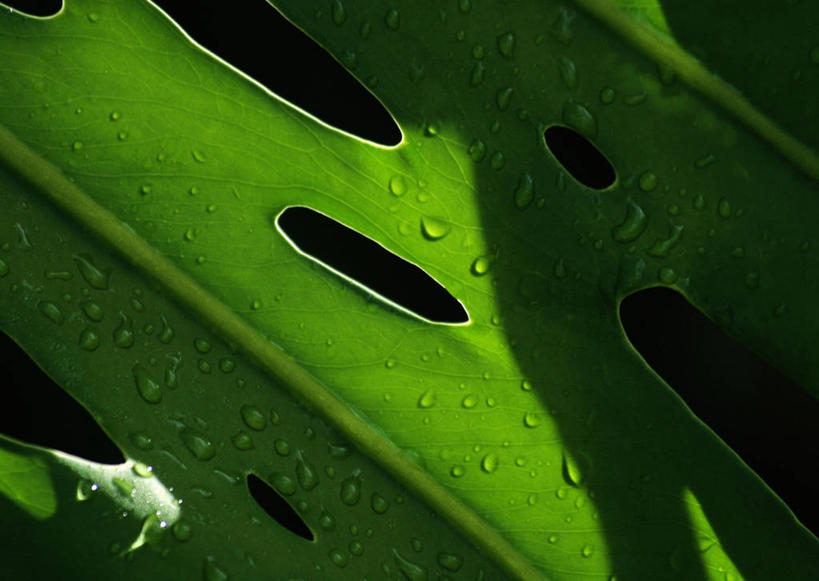 无人,横图,室外,特写,白天,正面,水,植物,露水,叶子,一片,阴影,朦胧,模糊,透明,光线,纹理,液体,影子,水滴,绿叶,水珠,绿色,阳光,露珠,健康,嫩叶,生机,蓬莱蕉,剔透,肌理,长寿,灵动,铁丝兰,透龙掌,穿孔喜林芋,龟背竹,通明,叶,叶片,叶脉,彩图,晶莹