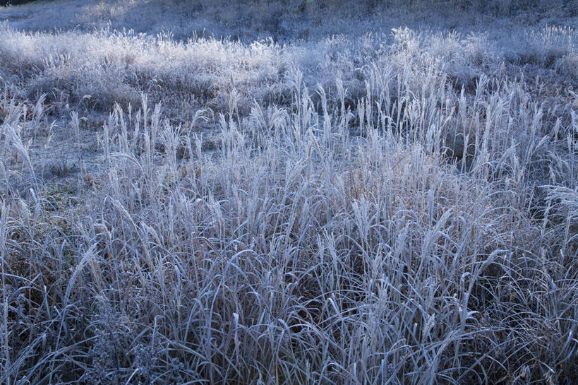 无人,横图,室外,白天,正面,美景,雪,大雪,阴影,光线,影子,积雪,景观,雪景,冬季,冬天,芒草,阳光,自然,景色,寒冷,自然风光,五节芒,严寒,管草,管芒,寒芒,彩图