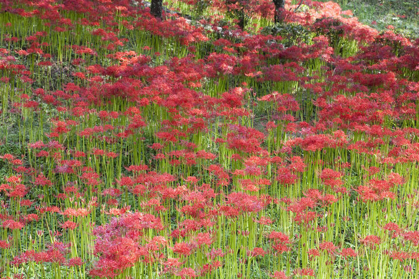 无人,横图,室外,白天,正面,花海,花圃,美景,植物,叶子,阴影,盛开,光线,影子,景观,朱顶红,花蕾,花,花瓣,花朵,花卉,鲜花,红色,绿色,阳光,自然,花丛,花束,花田,花苞,花蕊,景色,百枝莲,柱顶红,孤挺花,华胄兰,对红,自然风光,彩图