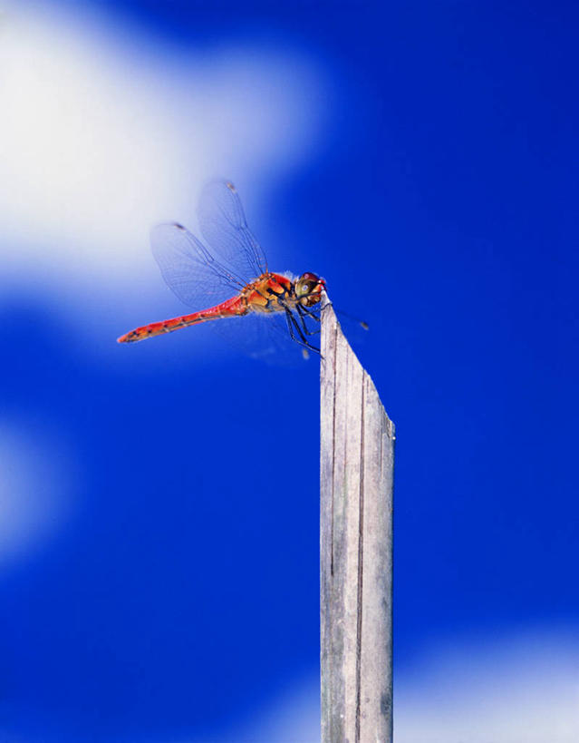 无人,站,竖图,室外,特写,白天,仰视,美景,阴影,朦胧,模糊,光线,蜻蜓,昆虫,影子,景观,云,云朵,树桩,云彩,停留,树干,一只,蓝色,白云,蓝天,天空,阳光,自然,动物,天,站着,木桩,景色,红蜻蜓,晴朗,停止,自然风光,猫猫丁,咪咪洋,蚂螂,河嘻嘻,益虫,逗留,停顿,晴空,站立,彩图,低角度拍摄,全身