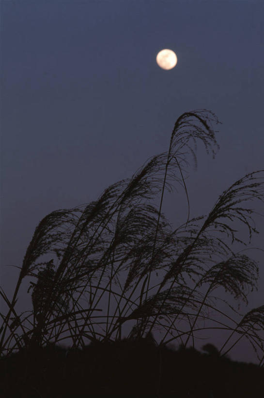 无人,竖图,室外,夜晚,仰视,美景,景观,月亮,满月,芒草,月光,自然,景色,明亮,自然风光,五节芒,皎洁,管草,管芒,寒芒,彩图,低角度拍摄
