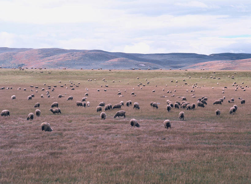 无人,公园,农场,站,横图,室外,白天,正面,旅游,度假,畜牧业,牧场,草地,草原,美景,山,山脉,植物,羊,智利,许多,阴影,光线,影子,景观,旷野,山峰,云,云朵,山峦,很多,云彩,注视,娱乐,草,蓝色,绿色,白云,蓝天,天空,阳光,自然,动物,群山,天,观察,看,站着,享受,休闲,家畜,景色,南美,放松,牲畜,晴朗,观看,察看,南美洲,国家公园,拉丁美洲,关注,自然风光,原野,美洲,畜牧,牧业,亚美利加洲,南亚美利加洲,智利共和国,巴塔哥尼亚高原,巴塔哥尼亚,托雷斯德尔佩恩国家公园,智利百内国家公园,帕伊乃塔国家公园,托雷德裴恩国家公园,百内国家公园,麦哲伦.智利南极大区,晴空,绵羊,站立,半身,彩图