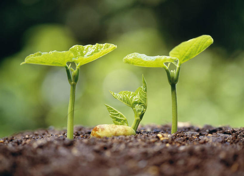 无人,农田,横图,室外,特写,白天,正面,庄稼,农作物,美景,蔬菜,阴影,朦胧,模糊,新鲜,光线,影子,景观,泥土,土壤,豆芽,食品,绿豆芽,食物,阳光,自然,景色,有机食品,绿色食品,自然风光,豆芽菜,芽苗菜,彩图,耕地,庄稼田