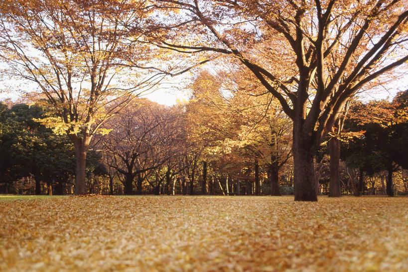 无人,公园,横图,室外,白天,正面,旅游,度假,草地,草坪,美景,秋季,树林,植物,叶子,东京,日本,亚洲,一堆,许多,阴影,堆叠,堆积,光线,影子,景观,枯叶,落叶,很多,娱乐,草,树,树木,蓝色,绿色,蓝天,天空,阳光,自然,天,享受,休闲,景色,放松,生长,晴朗,成长,堆,自然风光,东亚,本州,万里无云,关东地方,本州岛,日本国,东京都,涩谷,涉谷,涩谷区,代代木公园,叶,叶片,晴空,晴空万里,秋,秋天,彩图