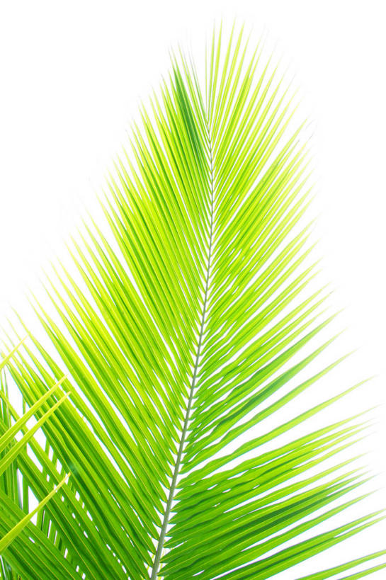 无人,竖图,室内,特写,白天,白色背景,正面,植物,棕榈树,叶子,阴影,反射,影子,绿叶,树,树木,绿色,自然,嫩叶,摄影,影棚,生长,成长,棕榈叶,叶,叶片,棕树,棕榈,彩图,影棚拍摄,拍摄
