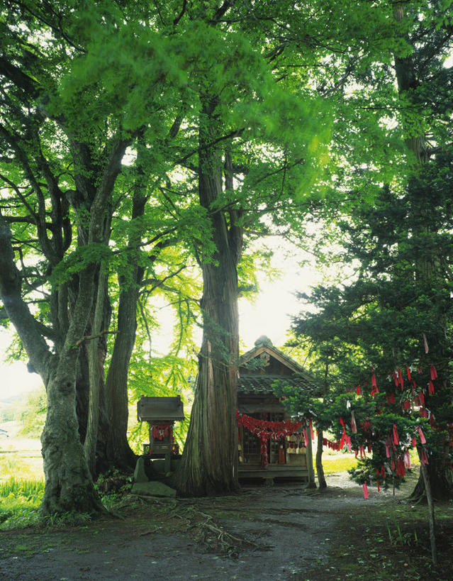 无人,竖图,室外,白天,正面,旅游,度假,名胜古迹,植物,标志建筑,地标,建筑,照明,东京,日本,亚洲,阴影,节日,遗迹,光线,影子,神社,灯光,古迹,文化,文物,娱乐,建设,古建筑,灯,树,树木,蓝色,绿色,蓝天,天空,阳光,自然,灯具,天,祈祷,享受,休闲,健康,旅游胜地,放松,许愿,宗教,信仰,千代田区,生长,晴朗,成长,纪念,神道,祈求,照亮,祭祀,照明设备,古文明,东亚,本州,万里无云,关东地方,本州岛,日本国,东京都,靖国神社,神道教,社屋,平安,晴空,晴空万里,彩图,石灯