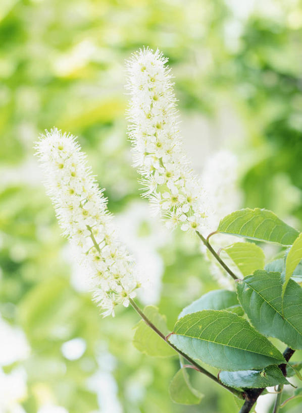 无人,竖图,室外,特写,白天,正面,幸福,纯洁,美景,植物,樱花,叶子,阴影,朦胧,模糊,盛开,光线,影子,景观,绿叶,枝条,花蕾,花,花瓣,花朵,鲜花,树,树木,树枝,绿色,白色,阳光,自然,花苞,花蕊,嫩叶,景色,生长,成长,等待,生命,自然风光,仙樱花,福岛樱,青肤樱,高尚,热烈,虬枝,枝杈,叶,叶片,荆桃,彩图,日本樱花