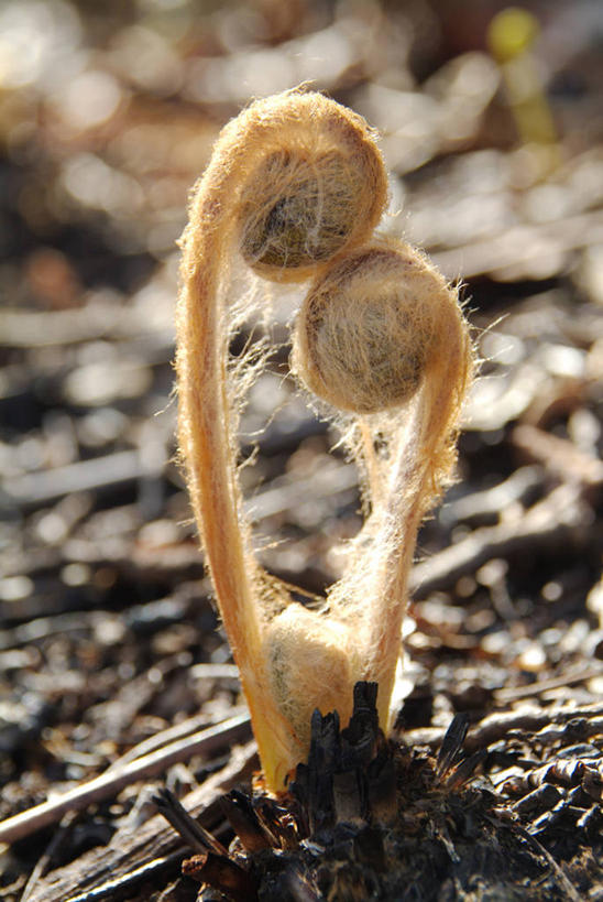 无人,竖图,俯视,室外,特写,白天,美景,植物,阴影,朦胧,模糊,光线,影子,景观,泥土,土壤,绿色,阳光,自然,景色,生长,成长,蕨类,蕨类植物,自然风光,彩图,高角度拍摄