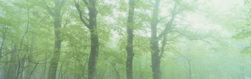 无人,横图,室外,白天,正面,旅游,度假,美景,森林,树林,植物,雾,叶子,日本,亚洲,阴影,朦胧,模糊,光线,影子,景观,绿叶,枝条,娱乐,树,树木,树枝,绿色,阳光,自然,享受,休闲,嫩叶,景色,放松,生长,成长,迷雾,自然风光,东亚,山毛榉,本州,本州岛,日本国,青森,青森县,东北地方,麻栎金刚,山毛榉树,虬枝,枝杈,叶,叶片,大雾,彩图,八甲田山