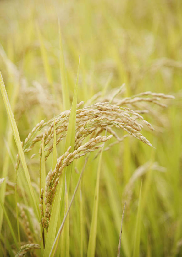 无人,农田,竖图,室外,特写,白天,正面,农业,庄稼,农作物,美景,阴影,丰收,朦胧,模糊,光线,影子,稻田,景观,阳光,自然,景色,收获,自然风光,彩图,耕地,庄稼田