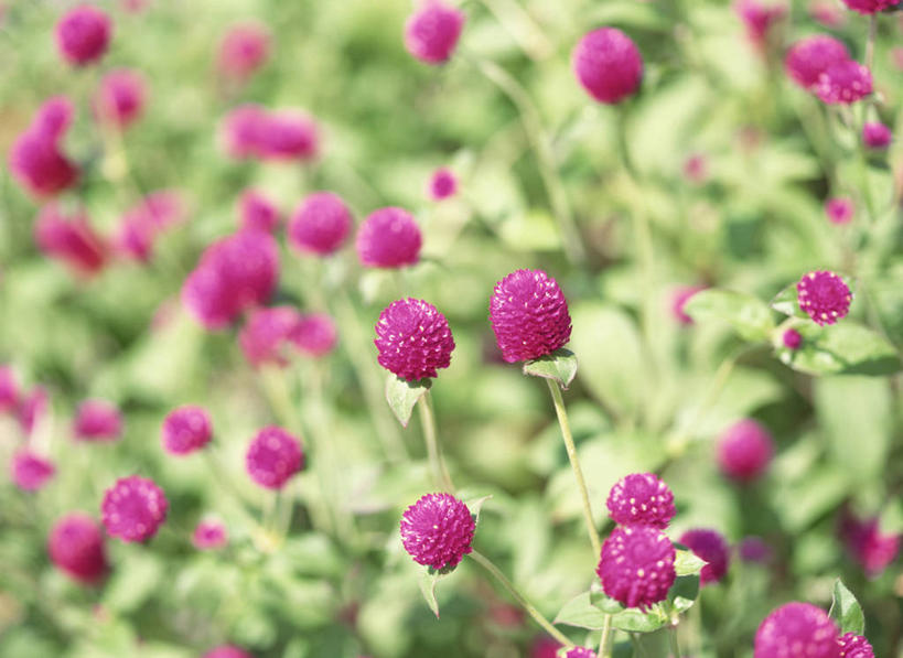 无人,横图,室外,特写,白天,正面,花海,花圃,美景,植物,叶子,阴影,朦胧,模糊,盛开,光线,影子,景观,梅花,花蕾,花,花瓣,花朵,花卉,鲜花,粉色,绿色,阳光,自然,花丛,花束,花田,花苞,花蕊,景色,高雅,坚强,自然风光,春梅,梅,彩图,红巧梅