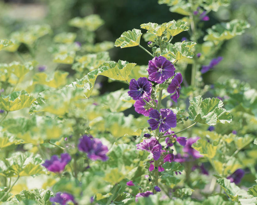 无人,横图,室外,特写,白天,正面,美景,叶子,阴影,朦胧,模糊,盛开,光线,影子,景观,绿叶,花蕾,花,花瓣,花朵,鲜花,紫色,阳光,自然,花苞,花蕊,嫩叶,景色,自然风光,金钱紫花葵,锦葵,荆葵,钱葵,淑气花,小白淑气花,恩惠,叶,叶片,彩图