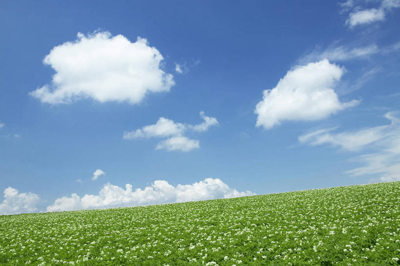 无人,横图,室外,白天,正面,旅游,度假,花海,花圃,美景,植物,蔬菜,土豆,叶子,北海道,日本,亚洲,阴影,新鲜,盛开,光线,影子,景观,云,云朵,食品,花蕾,云彩,娱乐,花,花瓣,花朵,花卉,鲜花,食物,蓝色,绿色,白云,蓝天,天空,阳光,自然,花丛,花束,花田,天,花苞,花蕊,享受,休闲,景色,放松,有机食品,绿色食品,晴朗,自然风光,东亚,日本国,北海道地方,北海道岛,美瑛町,馍馍蛋,美瑛,道北,晴空,洋芋,山药蛋,马铃薯,彩图,上川郡,上川支厅,土豆花