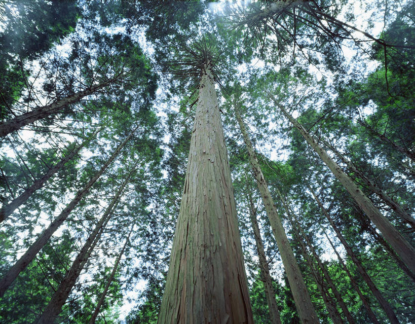 无人,横图,室外,白天,仰视,旅游,度假,美景,森林,树林,植物,柏树,阴影,光线,影子,景观,树桩,娱乐,树,树干,树木,绿色,阳光,自然,享受,休闲,木桩,景色,放松,生长,成长,自然风光,高尚,长寿,不朽,正气,彩图,低角度拍摄