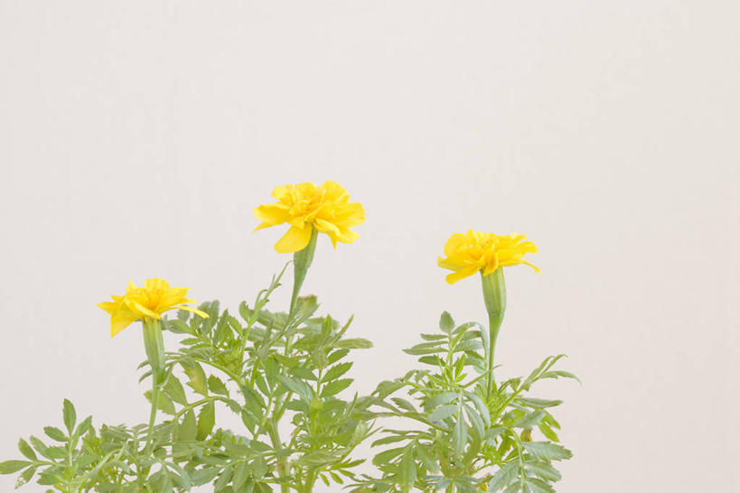 无人,横图,室内,特写,白天,正面,叶子,三朵,盛开,绿叶,万寿菊,花蕾,花,花瓣,花朵,鲜花,黄色,花苞,花蕊,健康,嫩叶,摄影,影棚,长寿,臭芙蓉,蜂窝菊,友情,叶,叶片,彩图,影棚拍摄,拍摄