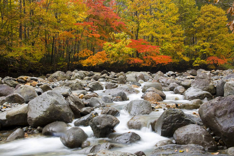 无人,横图,室外,白天,正面,旅游,度假,河流,石头,美景,秋季,森林,树林,水,植物,叶子,日本,亚洲,阴影,光线,石子,影子,河水,景观,水流,枯叶,落叶,娱乐,树,树木,绿色,小溪,阳光,自然,溪水,享受,休闲,景色,放松,生长,成长,自然风光,东亚,本州,本州岛,日本国,岩手,岩手县,东北地方,八幡平市,叶,叶片,石块,岩石,秋,秋天,彩图