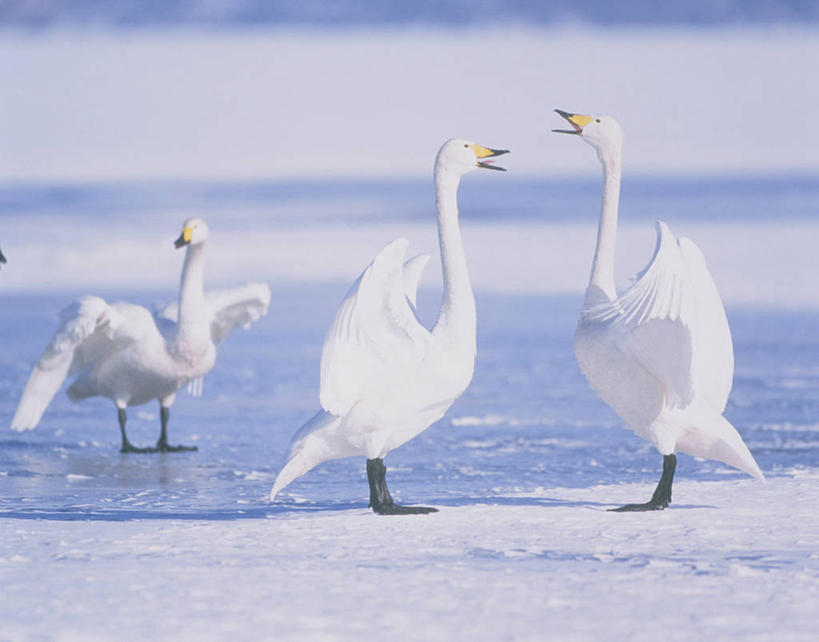无人,公园,站,横图,室外,白天,侧面,旅游,度假,美景,雪,大雪,鸟,野生动物,天鹅,北海道,日本,亚洲,三只,伸展,张开,展翅,翅膀,鸟类,积雪,景观,雪景,冬季,冬天,注视,娱乐,自然,动物,观察,看,站着,享受,休闲,景色,放松,寒冷,可爱,观看,察看,国家公园,关注,自然风光,东亚,张开翅膀,日本国,北海道地方,北海道岛,严寒,川上郡,钏路支厅,弟子屈町,屈斜路湖,阿寒国家公园,展开翅膀,鹄,站立,彩图,全身,振兴局,钏路综合振兴局,阿寒国立公园,道东