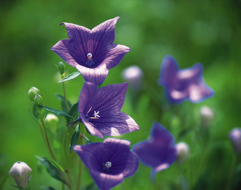 无人,横图,俯视,室外,特写,白天,爱情,美景,叶子,朦胧,模糊,盛开,景观,绿叶,花蕾,花,花瓣,花朵,鲜花,紫色,自然,花苞,花蕊,嫩叶,景色,桔梗花,僧冠帽,自然风光,柔顺,六角荷,永恒,梗草,悲哀,诚实,无望,叶,叶片,彩图,高角度拍摄