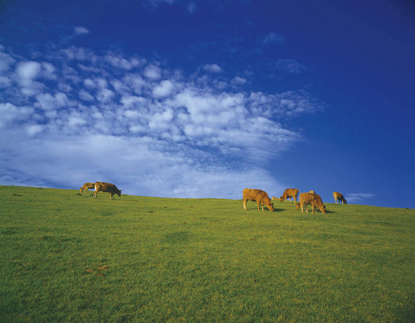 无人,农场,站,横图,室外,白天,仰视,旅游,度假,畜牧业,牧场,美景,牛,日本,亚洲,一群,许多,阴影,光线,影子,景观,云,云朵,很多,云彩,娱乐,蓝色,白云,蓝天,天空,阳光,自然,动物,天,站着,享受,休闲,家畜,景色,放松,牲畜,晴朗,自然风光,东亚,畜牧,日本国,九州本岛,九州,九州岛,九州地方,熊本,熊本县,牧业,晴空,站立,彩图,低角度拍摄,全身,阿苏郡