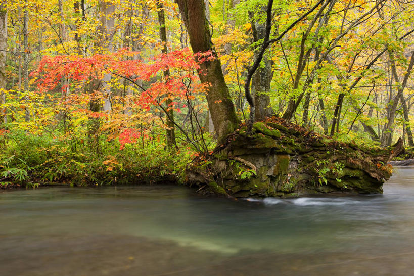 无人,横图,室外,白天,正面,旅游,度假,河流,美景,秋季,森林,树林,水,植物,叶子,日本,亚洲,阴影,光线,影子,河水,景观,水流,枯叶,落叶,娱乐,树,树木,绿色,小溪,阳光,自然,溪水,享受,休闲,景色,放松,生长,成长,自然风光,东亚,本州,本州岛,日本国,青森,青森县,东北地方,奥入濑溪谷,十和田市,十和田,叶,叶片,秋,秋天,彩图