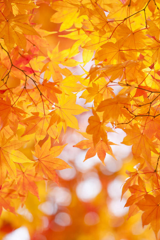 无人,竖图,俯视,室外,特写,白天,秋季,枫树,叶子,朦胧,模糊,枫叶,枯叶,落叶,黄色,红色,枫树叶,槭树,鸡爪槭,叶,叶片,秋,秋天,鸡爪枫,彩图,高角度拍摄