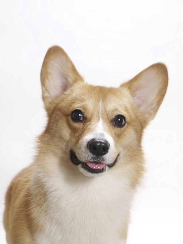 无人,站,竖图,室内,特写,白天,白色背景,正面,宠物,狗,柯基犬,威尔士柯基犬,注视,一只,动物,观察,看,站着,可爱,摄影,影棚,牧羊犬,观看,察看,关注,忠诚,彭布罗克柯基犬,彭布罗克威尔士柯基犬,犬,站立,半身,彩图,影棚拍摄,拍摄