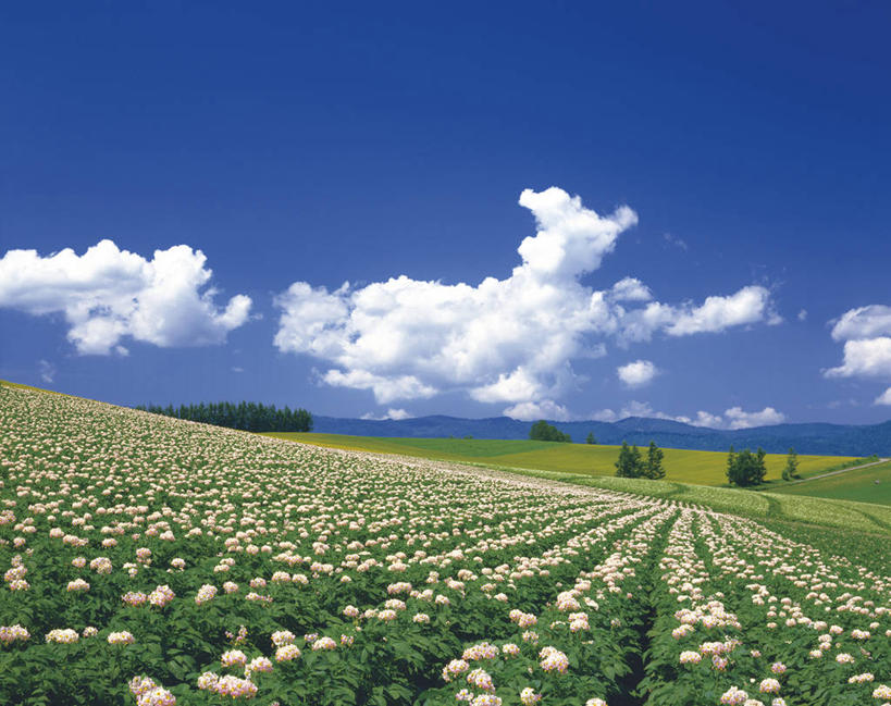 无人,横图,室外,白天,正面,旅游,度假,草地,草坪,花海,花圃,美景,山,山脉,植物,蔬菜,土豆,叶子,北海道,日本,亚洲,阴影,新鲜,盛开,光线,影子,景观,山峰,云,云朵,食品,山峦,花蕾,云彩,娱乐,草,花,花瓣,花朵,花卉,鲜花,树,树木,食物,蓝色,绿色,白色,白云,蓝天,天空,阳光,自然,花丛,花束,花田,群山,天,花苞,花蕊,享受,休闲,景色,放松,有机食品,绿色食品,生长,晴朗,成长,自然风光,东亚,日本国,北海道地方,北海道岛,晴空,芋艿,洋芋,山药蛋,马铃薯,彩图,土豆花