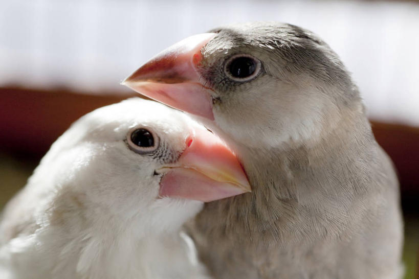 头,无人,站,横图,室内,特写,白天,正面,鸟,野生动物,羽毛,阴影,朦胧,模糊,轻盈,柔软,反射,鸟类,影子,注视,动物,观察,看,站着,两只,可爱,活泼,观看,察看,关注,轻柔,蜡嘴鸟,梅花雀,头部,站立,半身,彩图,禾雀,灰文鸟,文鸟,爪哇禾雀
