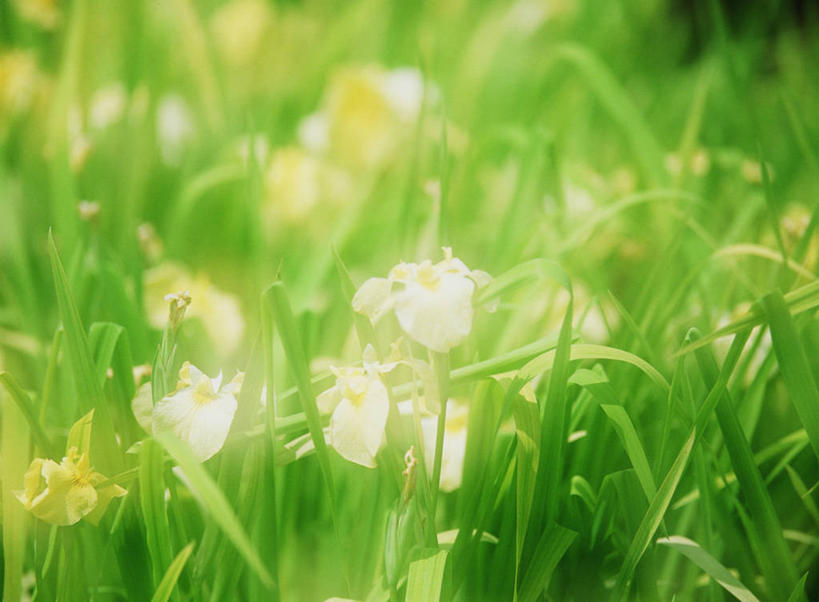 无人,横图,室外,白天,正面,草地,草坪,花海,花圃,美景,植物,叶子,阴影,朦胧,模糊,盛开,光线,影子,景观,花蕾,草,花,花瓣,花朵,花卉,鲜花,绿色,阳光,自然,花丛,花束,花田,花苞,花蕊,景色,自然风光,恶心,彩图