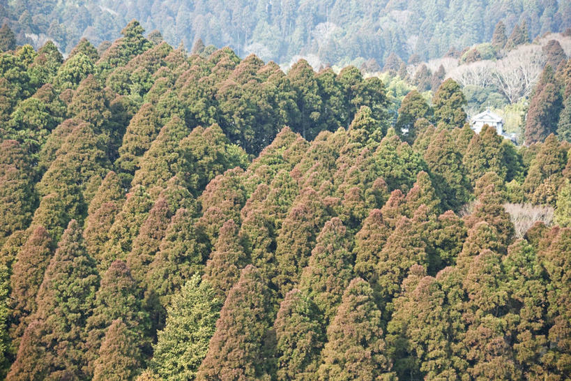 无人,横图,室外,白天,正面,旅游,度假,美景,森林,树林,植物,松树,日本,亚洲,阴影,光线,影子,景观,娱乐,树,树木,绿色,阳光,自然,享受,休闲,景色,放松,生长,成长,自然风光,杉树,坚定,东亚,日本国,长寿,贞洁,柳杉,彩图,孔雀松,木沙椤树