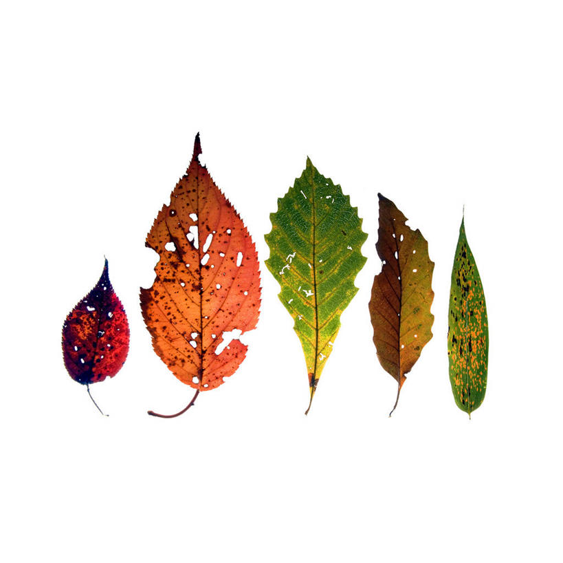 无人,横图,室内,特写,白天,白色背景,正面,叶子,一排,整齐,并列,并排,枯叶,落叶,五片,排列,黄色,绿色,摄影,影棚,队列,平行,叶,叶片,彩图,影棚拍摄,拍摄