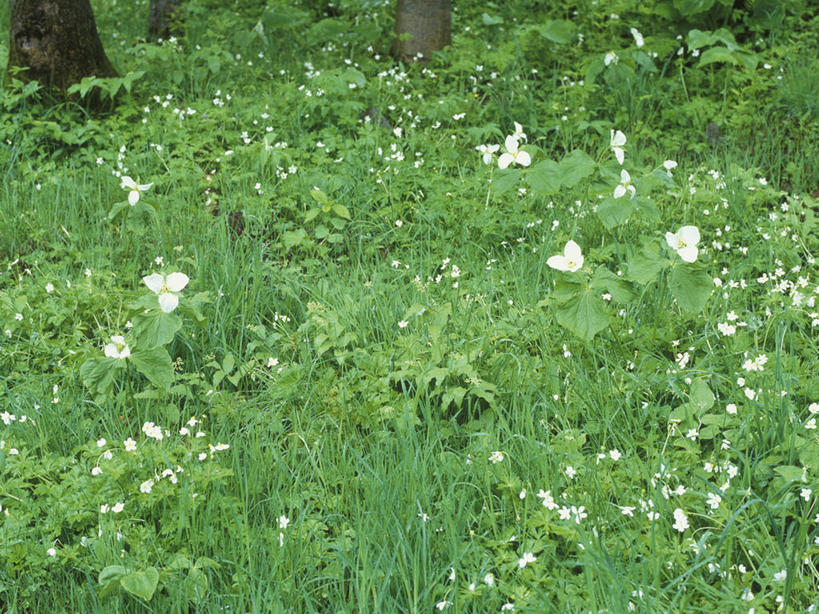 无人,横图,俯视,室外,白天,草地,草坪,花海,花圃,美景,植物,叶子,北海道,日本,亚洲,阴影,盛开,光线,影子,景观,草药,药草,花蕾,中药,草,花,花瓣,花朵,花卉,鲜花,绿色,阳光,自然,花丛,花束,花田,花苞,花蕊,景色,自然风光,药材,中草药,东亚,中药材,本草,延龄草,日本国,北海道地方,北海道岛,尸儿七,芋儿七,彩图,高角度拍摄