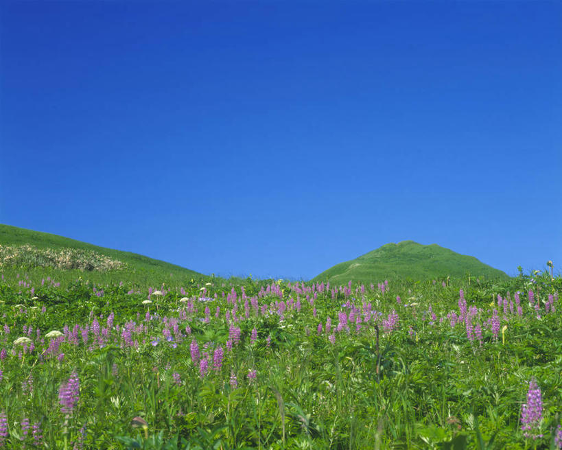 无人,横图,室外,白天,正面,旅游,度假,草地,草坪,花海,花圃,美景,植物,叶子,北海道,日本,亚洲,阴影,盛开,光线,影子,景观,花蕾,娱乐,草,花,花瓣,花朵,花卉,鲜花,蓝色,绿色,蓝天,天空,阳光,自然,花丛,花束,花田,天,花苞,花蕊,享受,休闲,景色,放松,晴朗,自然风光,东亚,万里无云,日本国,北海道地方,北海道岛,晴空,晴空万里,彩图,振兴局,礼文岛,礼文郡,礼文町,宗谷综合振兴局