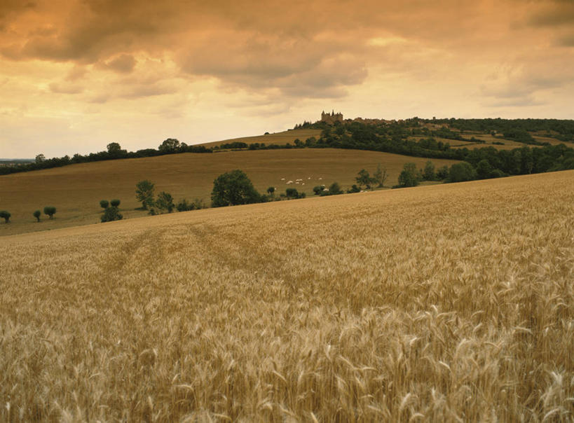 无人,横图,室外,白天,正面,旅游,度假,美景,日落,树林,植物,法国,欧洲,枯萎,景观,晚霞,霞光,落日,枯草,娱乐,草,树,树木,黄色,绿色,自然,黄昏,享受,休闲,景色,彩霞,放松,生长,成长,西欧,沃克吕兹省,法兰西,自然风光,阿维尼翁,法兰西共和国,法兰西第五共和国,夕照,薄暮,普罗旺斯.阿尔卑斯.蓝色海岸,夕阳,彩图,傍晚,教皇新堡,隆河谷,罗纳河谷,斜阳