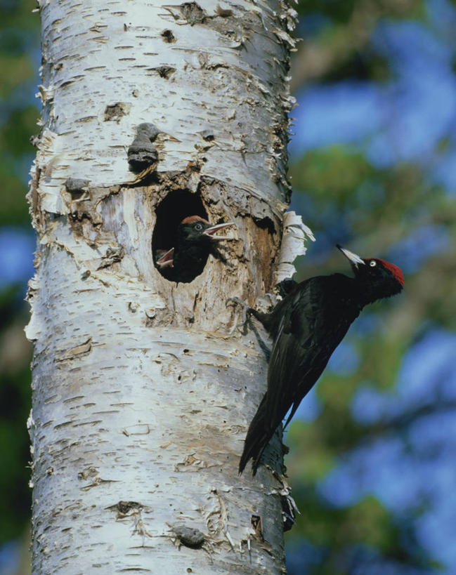 无人,竖图,室外,特写,白天,仰视,美景,植物,鸟,啄木鸟,叶子,阴影,朦胧,模糊,光线,鸟类,影子,景观,绿叶,枝条,注视,停留,树,树木,树枝,一只,绿色,阳光,自然,观察,看,嫩叶,景色,生长,成长,观看,停止,察看,关注,自然风光,逗留,停顿,虬枝,枝杈,黑啄木鸟,叶,叶片,森林医生,彩图,低角度拍摄,全身,益鸟