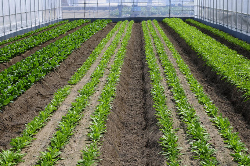 无人,农田,横图,俯视,室内,白天,旅游,度假,庄稼,农作物,美景,蔬菜,日本,亚洲,阴影,新鲜,光线,影子,景观,食品,蓬蒿,温室,娱乐,食物,阳光,自然,享受,休闲,景色,放松,有机食品,绿色食品,设施,暖房,防寒,加温,自然风光,透光,保温,东亚,茼蒿,本州,本州岛,日本国,近畿地方,近畿,兵库,兵库县,春菊,茼蒿菜,彩图,高角度拍摄,耕地,庄稼田,西宫市