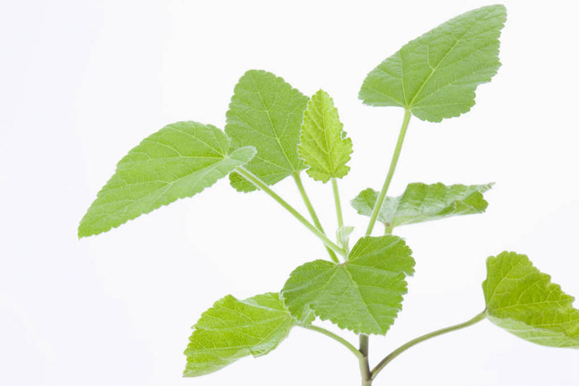 无人,横图,室内,特写,白天,白色背景,正面,植物,叶子,阴影,反射,影子,绿叶,草药,药草,中药,嫩叶,摄影,影棚,药材,中草药,中药材,本草,金钱紫花葵,锦葵,荆葵,钱葵,淑气花,小白淑气花,恩惠,叶,叶片,彩图,影棚拍摄,拍摄