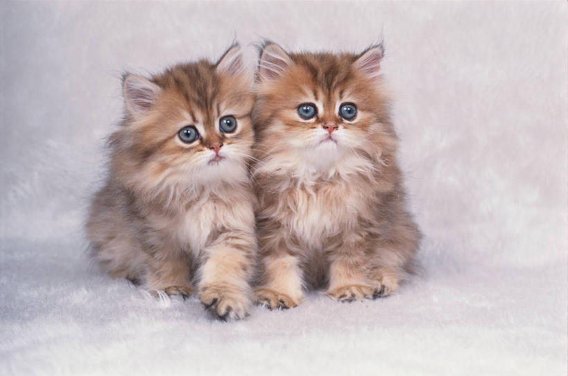 无人,坐,横图,室内,白天,正面,宠物,猫,阴影,灰色背景,反射,影子,波斯猫,注视,动物,观察,看,两只,可爱,摄影,影棚,观看,察看,关注,猫咪,坐着,彩图,全身,影棚拍摄,拍摄