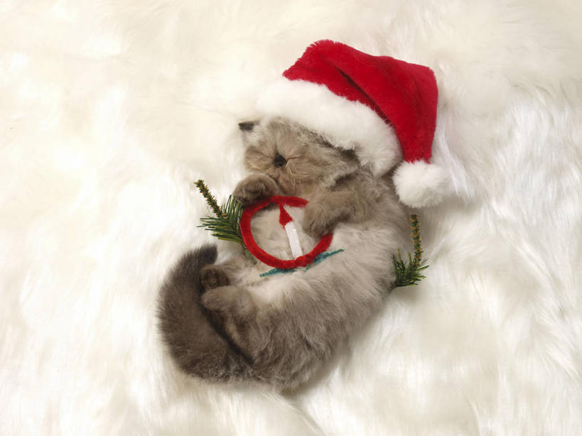 无人,躺,闭眼,睡,横图,俯视,室内,白天,宠物,猫,帽子,圣诞节,阴影,节日,庆祝,反射,影子,文化,一只,红色,动物,庆典,圣诞帽,可爱,纪念,猫咪,喜马拉雅猫,一顶,棉帽,卧着,闭眼睛,闭着眼,闭着眼睛,困,困觉,寝息,睡觉,躺着,卧,彩图,高角度拍摄,全身