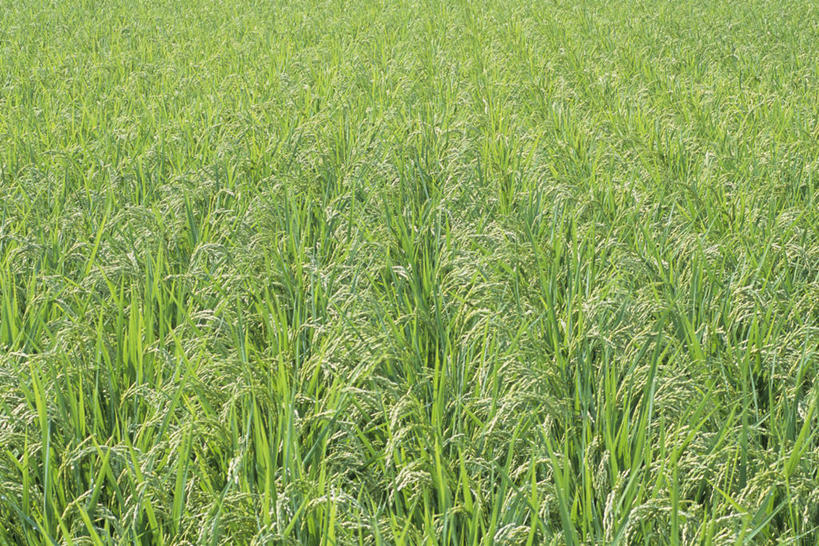 无人,农田,横图,俯视,室外,白天,农业,庄稼,农作物,美景,神奈川,日本,亚洲,阴影,新鲜,光线,影子,稻田,景观,神奈川县,绿色,阳光,自然,景色,青春,生命,自然风光,和平,安详,东亚,本州,关东地方,本州岛,日本国,冷色,彩图,高角度拍摄,耕地,庄稼田