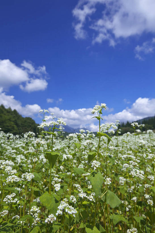 无人,农田,竖图,室外,白天,正面,旅游,度假,庄稼,农作物,草地,草坪,花海,花圃,美景,树林,植物,叶子,长野县,日本,亚洲,阴影,盛开,光线,影子,景观,云,云朵,谷物,荞麦,花蕾,云彩,娱乐,草,花,花瓣,花朵,花卉,鲜花,树,树木,蓝色,绿色,白云,蓝天,天空,阳光,自然,花丛,花束,花田,天,花苞,花蕊,享受,休闲,景色,放松,生长,荞麦花,晴朗,成长,自然风光,东亚,本州,本州岛,日本国,中部地方,长野,晴空,彩图,耕地,庄稼田