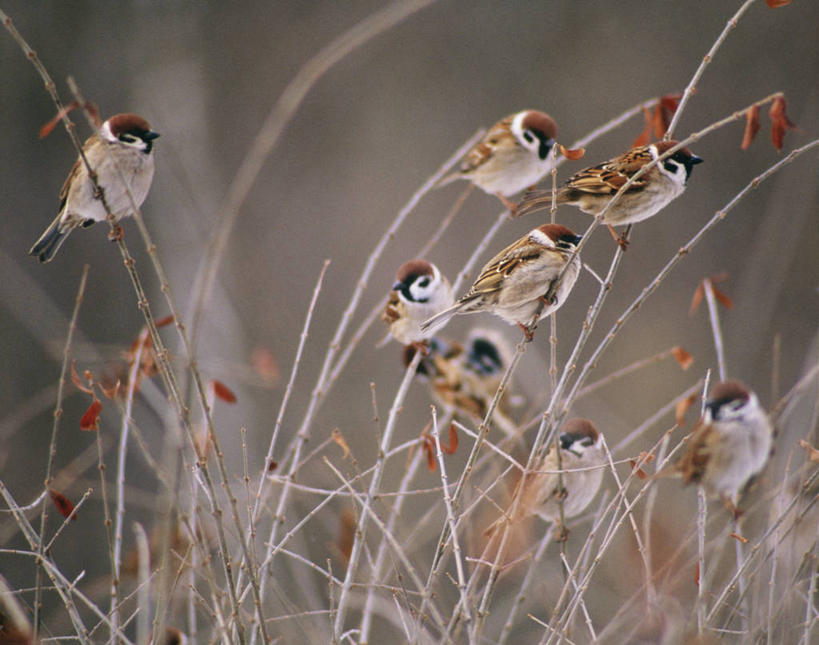 无人,站,横图,室外,白天,侧面,美景,鸟,北海道,日本,亚洲,许多,吊挂,悬挂,阴影,朦胧,模糊,清澈,光线,麻雀,鸟类,影子,景观,很多,挂,霜,注视,停留,阳光,自然,观察,看,站着,景色,寒冷,观看,停止,察看,冰冷,关注,自然风光,东亚,家雀,日本国,北海道地方,北海道岛,严寒,冰凉,酷寒,凛冽,凛凛,极冷,霍雀,老家贼,逗留,停顿,清亮,嘉宾,树麻雀,瓦雀,只只,站立,彩图,全身