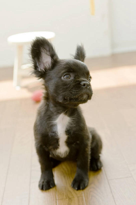 无人,坐,竖图,室内,白天,正面,宠物,狗,阴影,朦胧,模糊,反射,影子,墙,扭头,注视,北京犬,狮子狗,墙壁,墙面,一只,白色,黑色,动物,观察,看,转头,可爱,观看,察看,关注,忠诚,北京宫廷犬,京巴,犬,坐着,彩图,全身