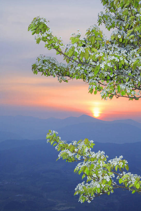 无人,竖图,室外,白天,正面,旅游,度假,日出,美景,树林,太阳,植物,日本,亚洲,景观,枝条,朝霞,晨曦,黎明,娱乐,树,树木,树枝,绿色,阳光,自然,享受,休闲,景色,放松,生长,成长,自然风光,东亚,本州,本州岛,日本国,青森,青森县,东北地方,虬枝,枝杈,朝阳,彩图,卯时,破晓,日始,八甲田山