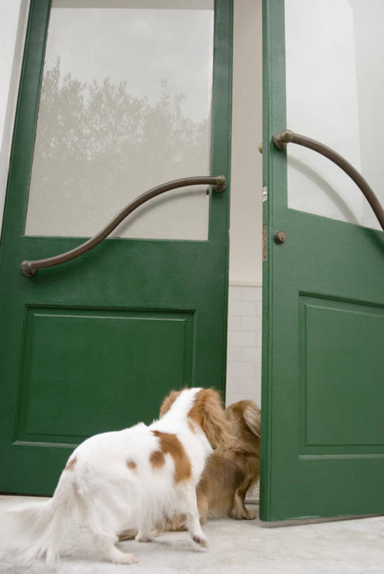 无人,站,竖图,室外,白天,仰视,窗户,门,宠物,狗,阴影,光线,腊肠犬,影子,迷你腊肠犬,注视,腊肠狗,骑士查理王猎犬,玻璃窗,阳光,动物,门框,观察,看,站着,两只,可爱,观看,察看,关注,忠诚,迷你腊肠狗,查理士王小猎犬,查理王小猎犬,骑士查理王犬,犬,站立,彩图,低角度拍摄,全身