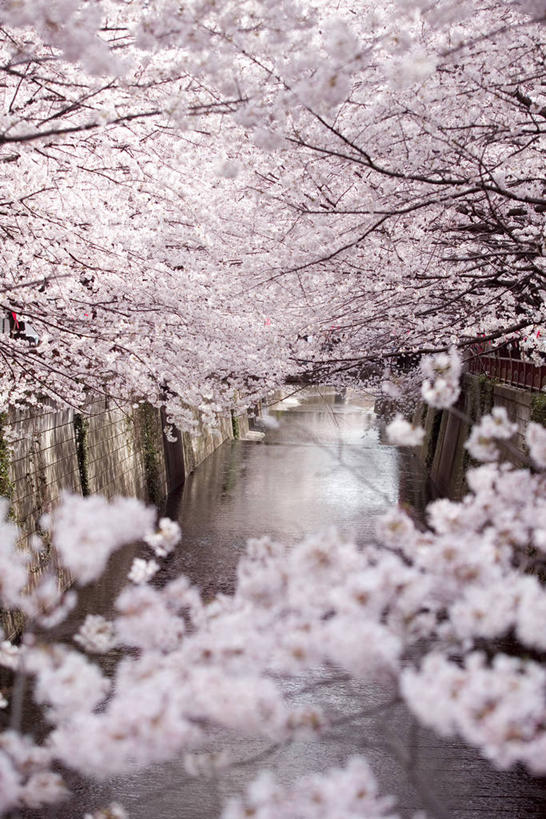 无人,竖图,室外,白天,正面,旅游,度假,幸福,纯洁,美景,树林,植物,道路,路,樱花,奈良县,日本,亚洲,阴影,光线,影子,景观,小路,枝条,交通,娱乐,树,树木,树枝,粉色,绿色,阳光,自然,享受,休闲,景色,放松,生长,成长,等待,生命,自然风光,东亚,本州,本州岛,日本国,近畿地方,奈良,近畿,仙樱花,福岛樱,青肤樱,高尚,热烈,虬枝,枝杈,荆桃,彩图,吉野郡