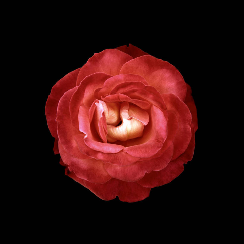 无人,横图,室内,特写,白天,正面,爱情,幸福,纯洁,热情,玫瑰,黑色背景,盛开,玫瑰花,浪漫,花蕾,花,花瓣,花朵,鲜花,一朵,红色,花苞,花蕊,温暖,温馨,恩爱,摄影,红玫瑰,影棚,和睦,感动,尊敬,天真,刺玫花,徘徊花,彩图,影棚拍摄,拍摄,融洽