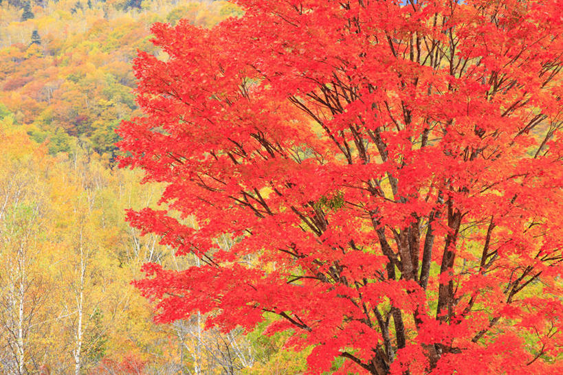 无人,横图,室外,白天,正面,旅游,度假,美景,秋季,森林,树林,植物,叶子,长野县,日本,亚洲,阴影,光线,影子,景观,枯叶,落叶,娱乐,树,树木,绿色,阳光,自然,享受,休闲,景色,放松,生长,成长,自然风光,东亚,本州,本州岛,日本国,中部地方,岐阜,岐阜县,长野,乘鞍高原,叶,叶片,秋,秋天,彩图